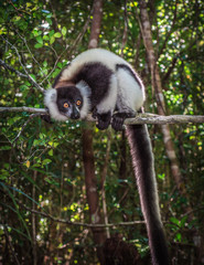 Black-and-white ruffed lemur of Madagascar
