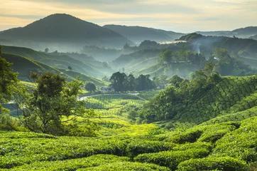 Rolgordijnen Tea plantation Cameron highlands, Malaysia © cescassawin