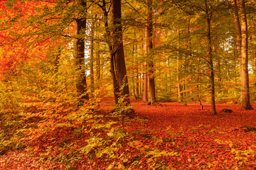 beautiful autumn colors in the forest