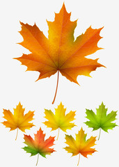 Collection of colorful autumn maple leaves