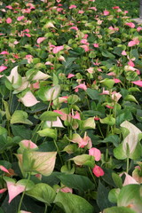 Flamingo Flower plants