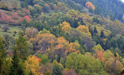 alberi colorati