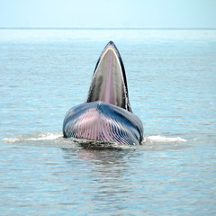 Obraz premium whale