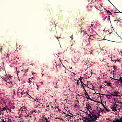 Tree with pink flowers in spring