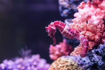 A orange seahorse in a colorful aquarium - obrazy, fototapety, plakaty