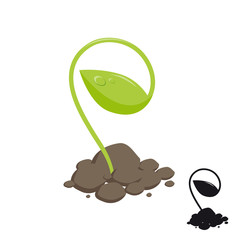 young shoot of plants growing in the soil