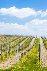 Fototapeta na wymiar spring vineyards, Southern Moravia, Czech Republic