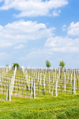 vineyard called Sonberk, Czech Republic