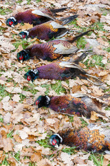 excludes of caught pheasants