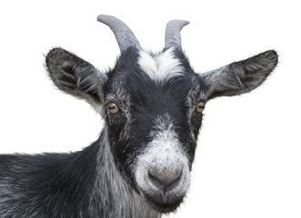 black goat