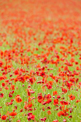 meadow of red poppies