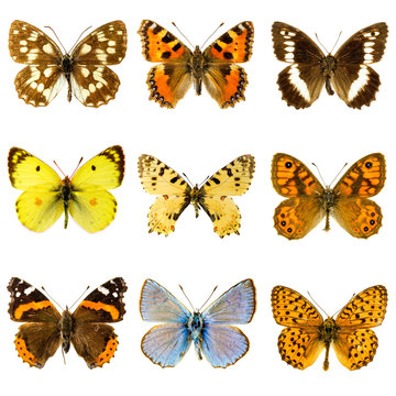 Butterfly set
