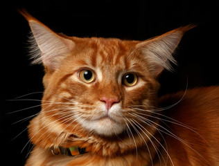 close-up red Maine Coon
