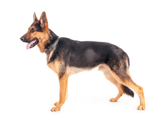 Shepherd on a white background