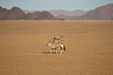 Oryxantilope, Namib-Naukluft-Park, Namibia, Afrika