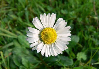 fiore di margherita (Bellis perennis)