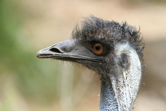 Portret van een struisvogel.