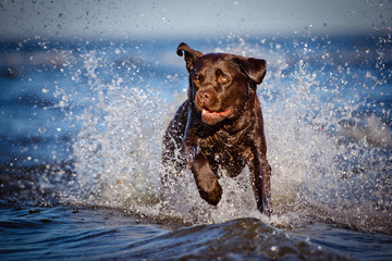 labrador running in the water