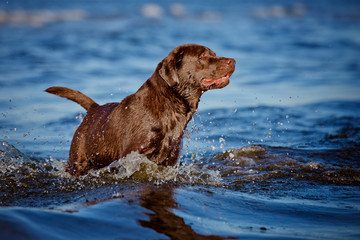 labrador retriever dog in the water