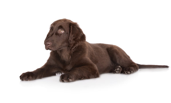 chocolate brown flat coated retriever - Powered by Adobe