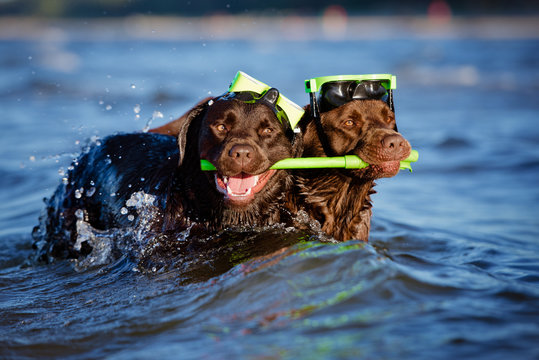 two diver dogs