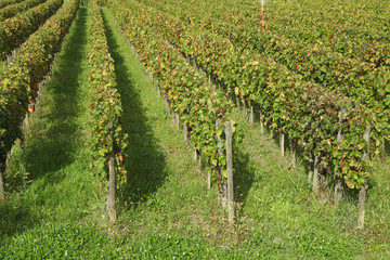 Fototapeta na wymiar vignoble de Saint-Emilion