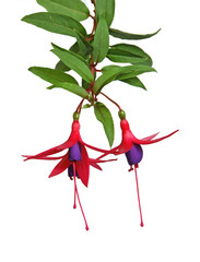 Fototapeta premium fuchsia