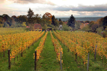 Naklejka premium am weinberg.5
