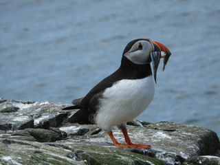 Puffin With Sandeels