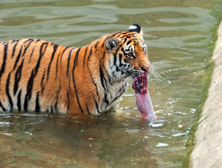 Fototapeta premium Amur Tiger