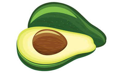 avocado fruit, vector illustration