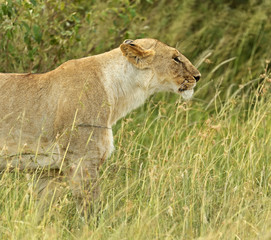 Lions Masai Mara