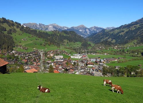 Grazing cows in Zweisimmen