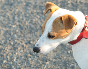 Chien, Jack Russel