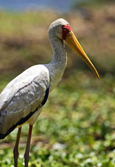 Yellow-Billed Stork