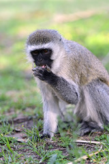 Vervet monkey