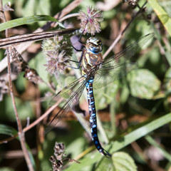 Migrant Hawker Dragonfly
