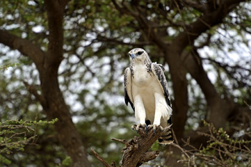 Eagle