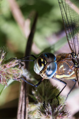 Migrant Hawker Dragonfly