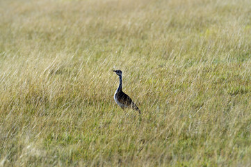 Bustard