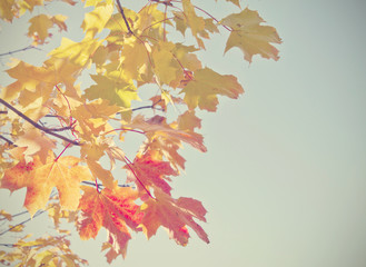 Autumn leaves with retro filter effect