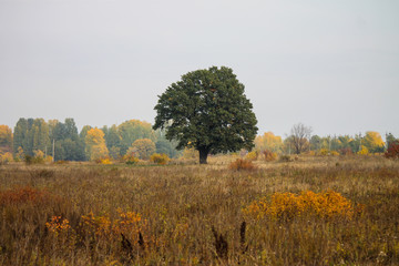 Одинокий дуб