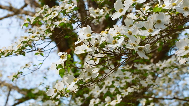 White dogwood tree branch moving in the wind