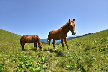 Obraz premium Horse