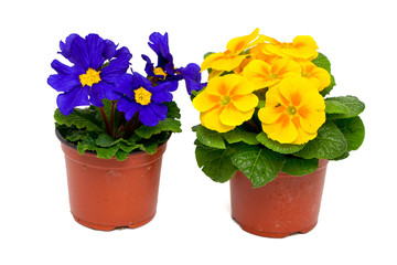 primula flowers in pot