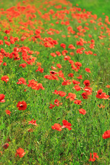 Beautiful poppy flowers in the field
