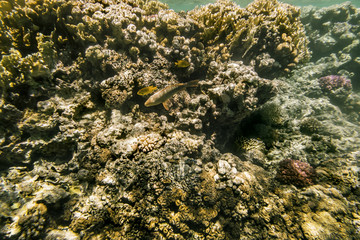 Colorful fish swim on a coral reef in the Red Sea
