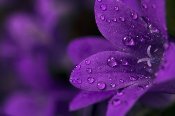 Wet purple flower - Powered by Adobe