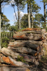 Tas de bois en forêt