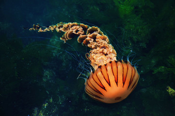 Jellyfish